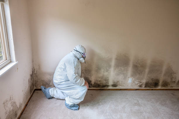 Best White Mold Remediation in USA